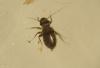 Lepinotus sp.